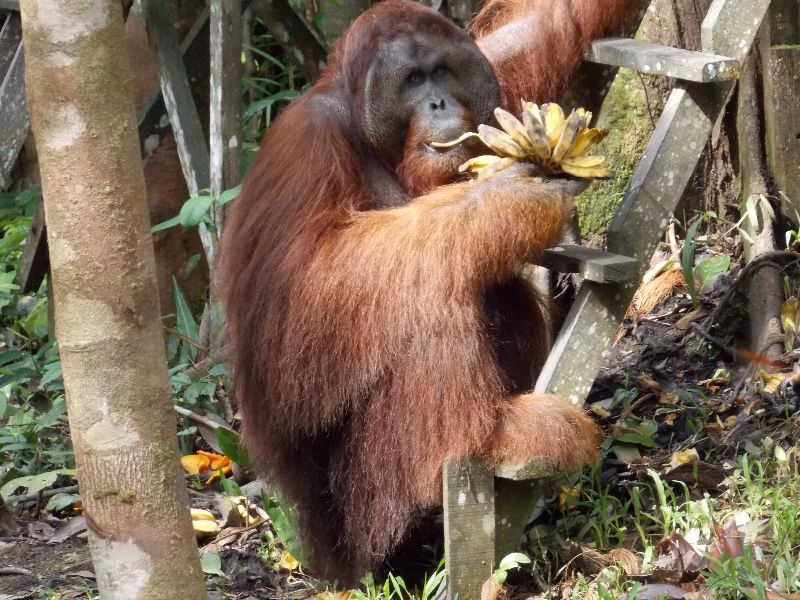 Orang-Utan auf Borneo/Malaysia