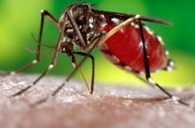 Dengue-Fieber breitet sich in Krabi aus